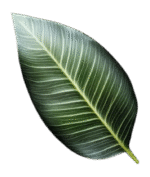 NİMFA * KİLYA ATÖLYE KİTİ - Görsel 2